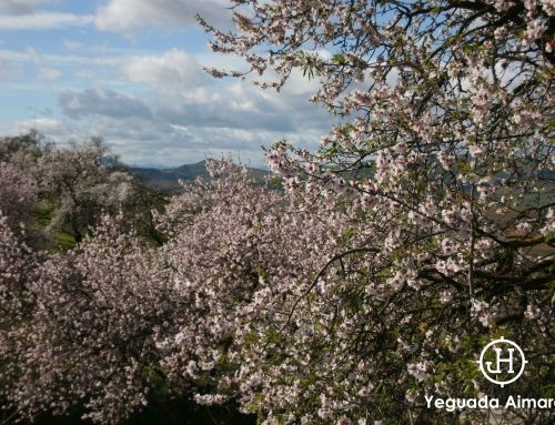 The Spanish Sakura