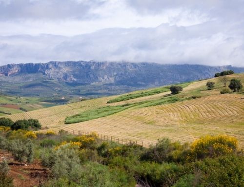 Summer in Yeguada Aimaran